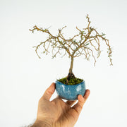 Native Kowhai № 1-Simply Bonsai-[Bonsai NZ]-[Buy bonsai NZ]-[Bonsai Tree NZ]-Simply Bonsai NZ