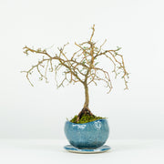 Native Kowhai № 1-Simply Bonsai-[Bonsai NZ]-[Buy bonsai NZ]-[Bonsai Tree NZ]-Simply Bonsai NZ