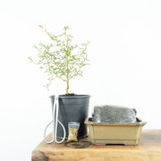 Native Kowhai-Simply Bonsai NZ-[Bonsai NZ]-[Buy bonsai NZ]-[Bonsai Tree NZ]-Simply Bonsai NZ