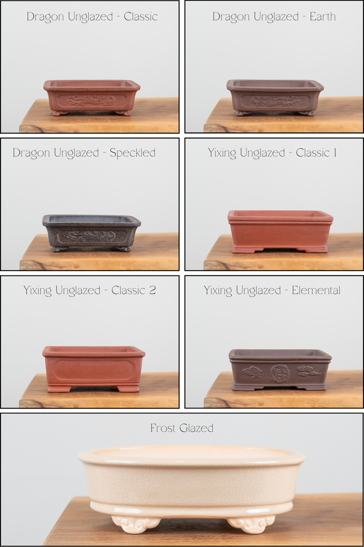 Jade Tree-Simply Bonsai NZ-[Bonsai NZ]-[Buy bonsai NZ]-[Bonsai Tree NZ]-Simply Bonsai NZ