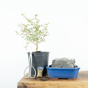 Native Kowhai-Simply Bonsai NZ-[Bonsai NZ]-[Buy bonsai NZ]-[Bonsai Tree NZ]-Simply Bonsai NZ