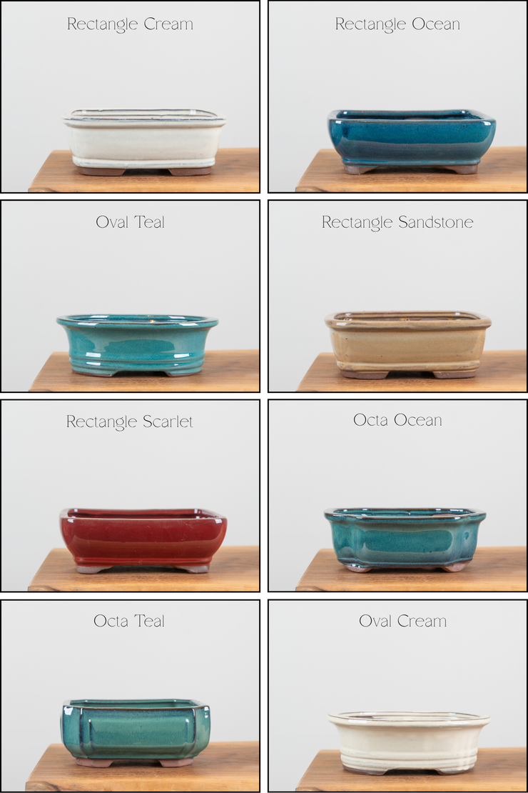 Jade Tree-Simply Bonsai NZ-[Bonsai NZ]-[Buy bonsai NZ]-[Bonsai Tree NZ]-Simply Bonsai NZ