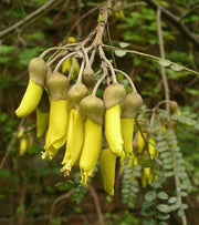 Native Kowhai-Simply Bonsai NZ-[Bonsai NZ]-[Buy bonsai NZ]-[Bonsai Tree NZ]-Simply Bonsai NZ