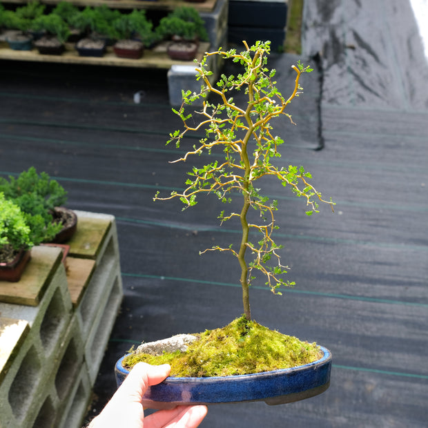 Native Kowhai-Simply Bonsai NZ-[Bonsai NZ]-[Buy bonsai NZ]-[Bonsai Tree NZ]-Simply Bonsai NZ