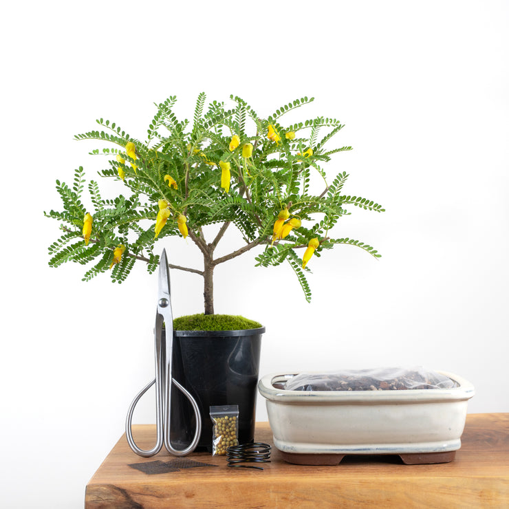 Native Kowhai-Simply Bonsai NZ-[Bonsai NZ]-[Buy bonsai NZ]-[Bonsai Tree NZ]-Simply Bonsai NZ