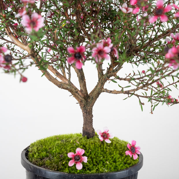Native Manuka-Simply Bonsai NZ-[Bonsai NZ]-[Buy bonsai NZ]-[Bonsai Tree NZ]-Simply Bonsai NZ