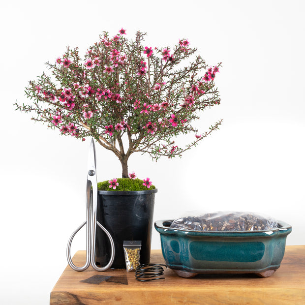 Native Manuka-Simply Bonsai NZ-[Bonsai NZ]-[Buy bonsai NZ]-[Bonsai Tree NZ]-Simply Bonsai NZ