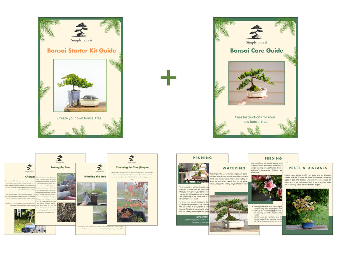 mini bonsai tree kit instructions Native Pohutukawa Bonsai Tree Starter Kit NZ – Simply Bonsai