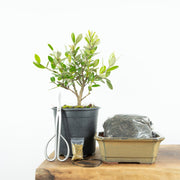 Native Pohutukawa-Simply Bonsai NZ-[Bonsai NZ]-[Buy bonsai NZ]-[Bonsai Tree NZ]-Simply Bonsai NZ