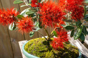 Native Pohutukawa-Simply Bonsai NZ-[Bonsai NZ]-[Buy bonsai NZ]-[Bonsai Tree NZ]-Simply Bonsai NZ