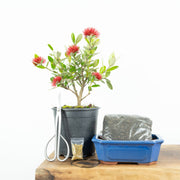 Native Pohutukawa-Simply Bonsai NZ-[Bonsai NZ]-[Buy bonsai NZ]-[Bonsai Tree NZ]-Simply Bonsai NZ