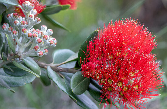 Native Pohutukawa-Simply Bonsai NZ-[Bonsai NZ]-[Buy bonsai NZ]-[Bonsai Tree NZ]-Simply Bonsai NZ