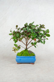 Native Pohutukawa-Simply Bonsai NZ-[Bonsai NZ]-[Buy bonsai NZ]-[Bonsai Tree NZ]-Simply Bonsai NZ