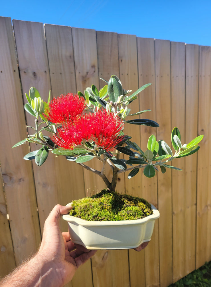 Native Pohutukawa-Simply Bonsai NZ-[Bonsai NZ]-[Buy bonsai NZ]-[Bonsai Tree NZ]-Simply Bonsai NZ