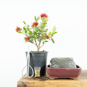 Native Pohutukawa-Simply Bonsai NZ-[Bonsai NZ]-[Buy bonsai NZ]-[Bonsai Tree NZ]-Simply Bonsai NZ