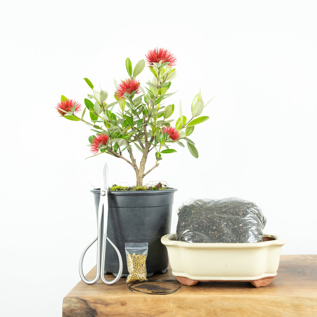 pohutukawa bonsai tree Native Pohutukawa Bonsai Tree Starter Kit NZ – Simply Bonsai
