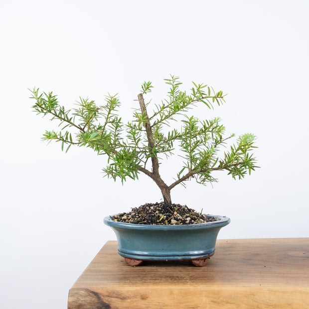 Native Totara-bonsai-Simply Bonsai-[Bonsai NZ]-[Buy bonsai NZ]-[Bonsai Tree NZ]-Simply Bonsai NZ