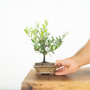 Pohutukawa-Simply Bonsai-[Bonsai NZ]-[Buy bonsai NZ]-[Bonsai Tree NZ]-Simply Bonsai NZ