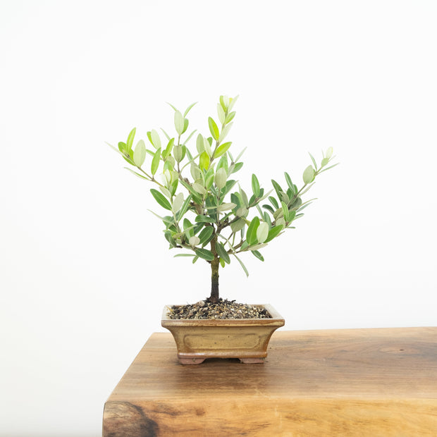 Pohutukawa-Simply Bonsai-[Bonsai NZ]-[Buy bonsai NZ]-[Bonsai Tree NZ]-Simply Bonsai NZ