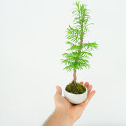 Redwood № 1-Simply Bonsai-[Bonsai NZ]-[Buy bonsai NZ]-[Bonsai Tree NZ]-Simply Bonsai NZ