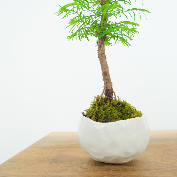 Redwood № 1-Simply Bonsai-[Bonsai NZ]-[Buy bonsai NZ]-[Bonsai Tree NZ]-Simply Bonsai NZ