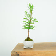 Redwood № 1-Simply Bonsai-[Bonsai NZ]-[Buy bonsai NZ]-[Bonsai Tree NZ]-Simply Bonsai NZ