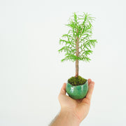 Redwood № 3-Simply Bonsai-[Bonsai NZ]-[Buy bonsai NZ]-[Bonsai Tree NZ]-Simply Bonsai NZ