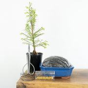 Redwood-Simply Bonsai NZ-[Bonsai NZ]-[Buy bonsai NZ]-[Bonsai Tree NZ]-Simply Bonsai NZ