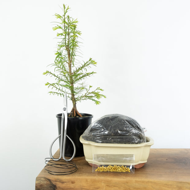 Redwood-Simply Bonsai NZ-[Bonsai NZ]-[Buy bonsai NZ]-[Bonsai Tree NZ]-Simply Bonsai NZ