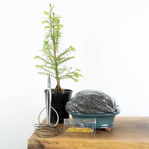 Redwood-Simply Bonsai NZ-[Bonsai NZ]-[Buy bonsai NZ]-[Bonsai Tree NZ]-Simply Bonsai NZ