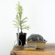 Redwood-Simply Bonsai NZ-[Bonsai NZ]-[Buy bonsai NZ]-[Bonsai Tree NZ]-Simply Bonsai NZ