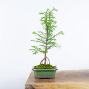 Redwood-Simply Bonsai NZ-[Bonsai NZ]-[Buy bonsai NZ]-[Bonsai Tree NZ]-Simply Bonsai NZ