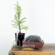 Redwood-Simply Bonsai NZ-[Bonsai NZ]-[Buy bonsai NZ]-[Bonsai Tree NZ]-Simply Bonsai NZ