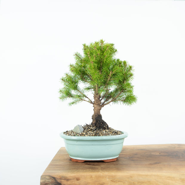 Spruce-Simply Bonsai-[Bonsai NZ]-[Buy bonsai NZ]-[Bonsai Tree NZ]-Simply Bonsai NZ