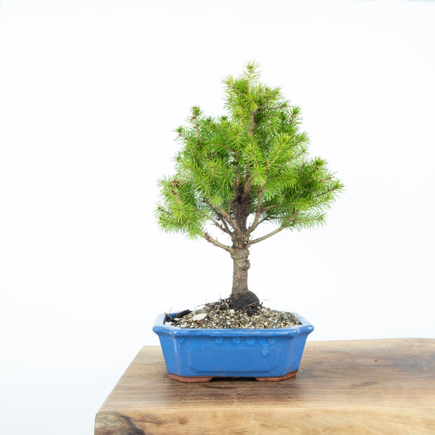 Spruce-Simply Bonsai-[Bonsai NZ]-[Buy bonsai NZ]-[Bonsai Tree NZ]-Simply Bonsai NZ