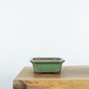 Standard Bonsai Pots (6")-Tools-Simply Bonsai-[Bonsai NZ]-[Buy bonsai NZ]-[Bonsai Tree NZ]-Simply Bonsai NZ