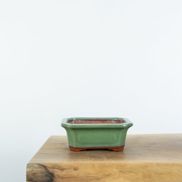 Standard Bonsai Pots (6")-Tools-Simply Bonsai-[Bonsai NZ]-[Buy bonsai NZ]-[Bonsai Tree NZ]-Simply Bonsai NZ
