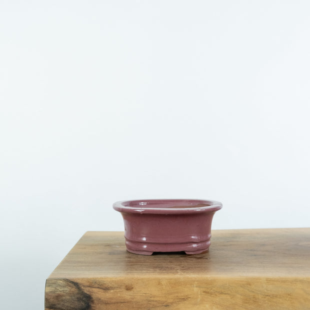 Standard Bonsai Pots (6")-Tools-Simply Bonsai-[Bonsai NZ]-[Buy bonsai NZ]-[Bonsai Tree NZ]-Simply Bonsai NZ
