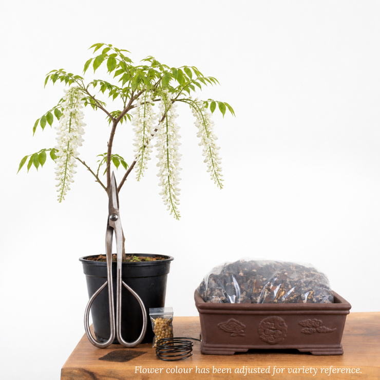 wisteria bonsai tree for sale near me Japanese Wisteria Bonsai Tree Starter Kit NZ – Simply Bonsai