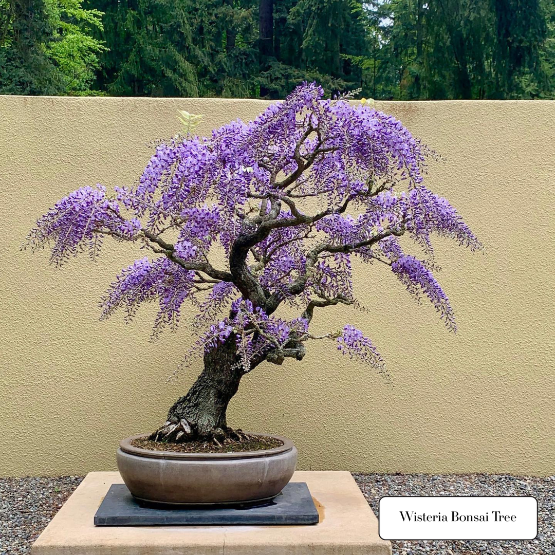Japanese Wisteria Bonsai Tree Starter Kit NZ – Simply Bonsai