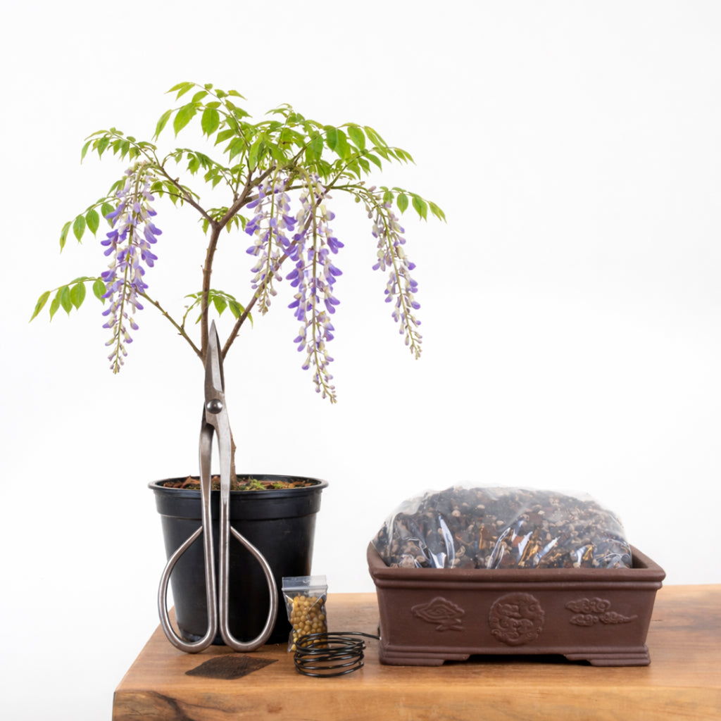 Japanese Wisteria Bonsai Tree Starter Kit NZ – Simply Bonsai